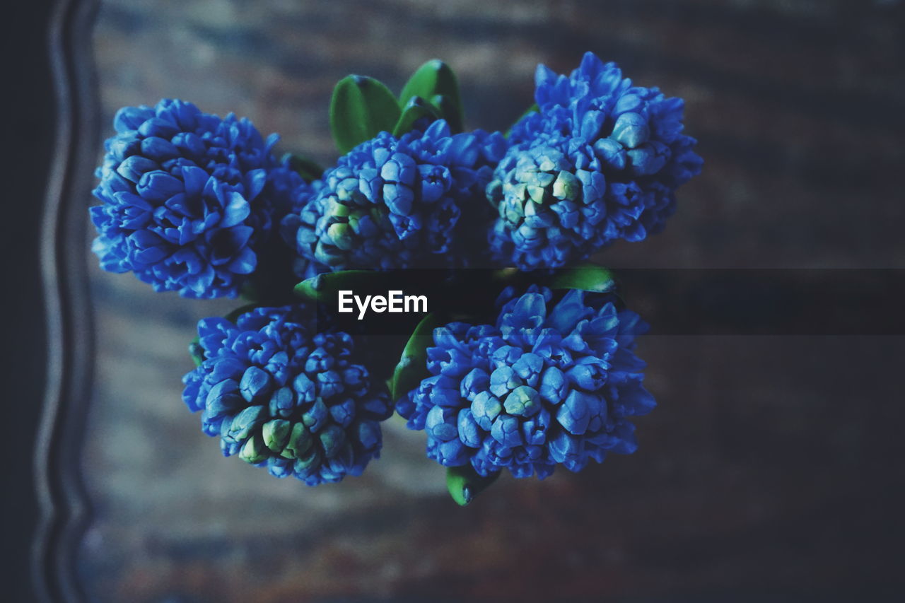 Directly above shot of blue hyacinth buds on table