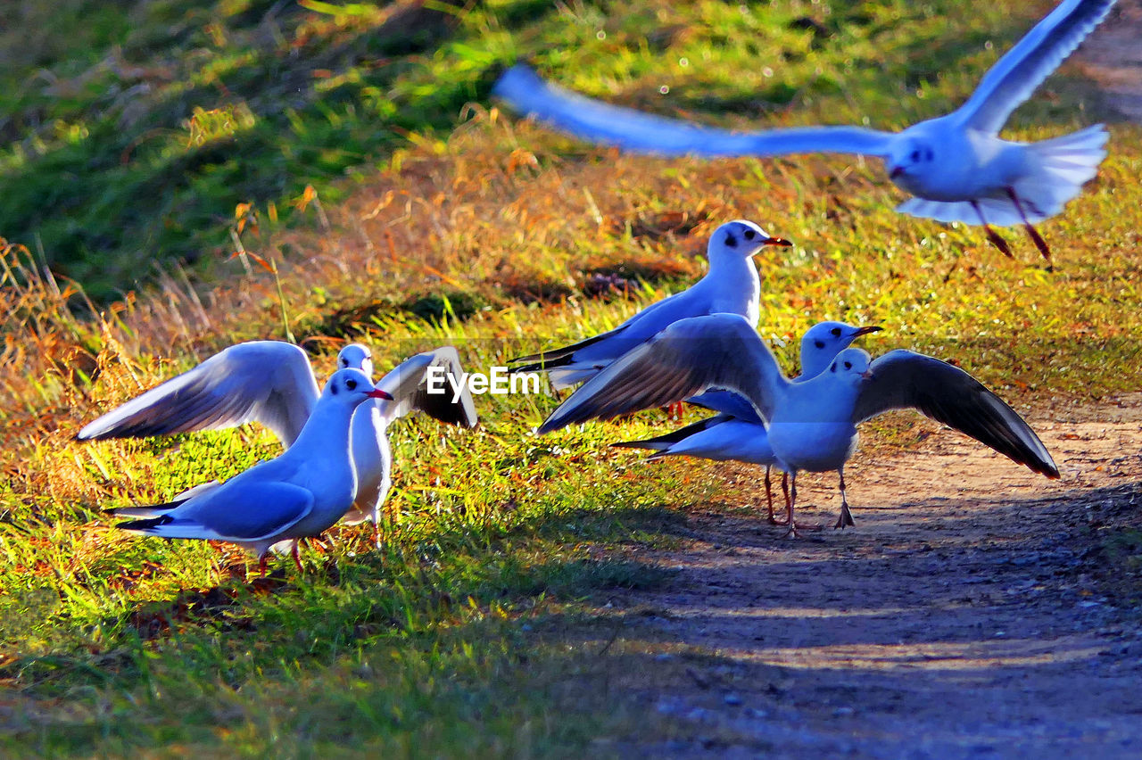 VIEW OF BIRDS IN BLUE FIELD