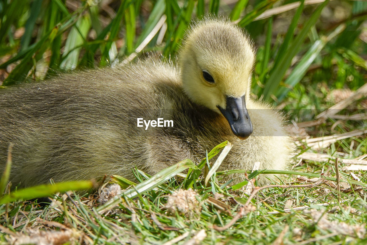 CLOSE-UP OF A DUCK IN FIELD