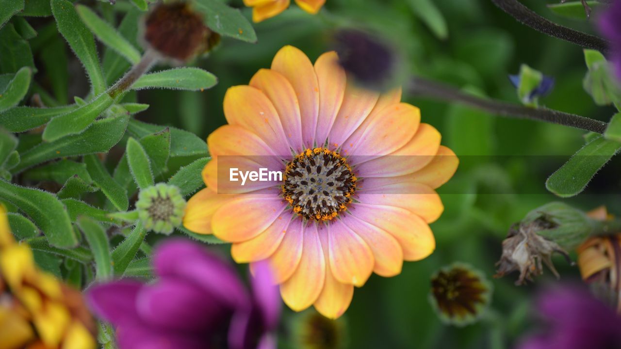 Close-up of orange flowering plant