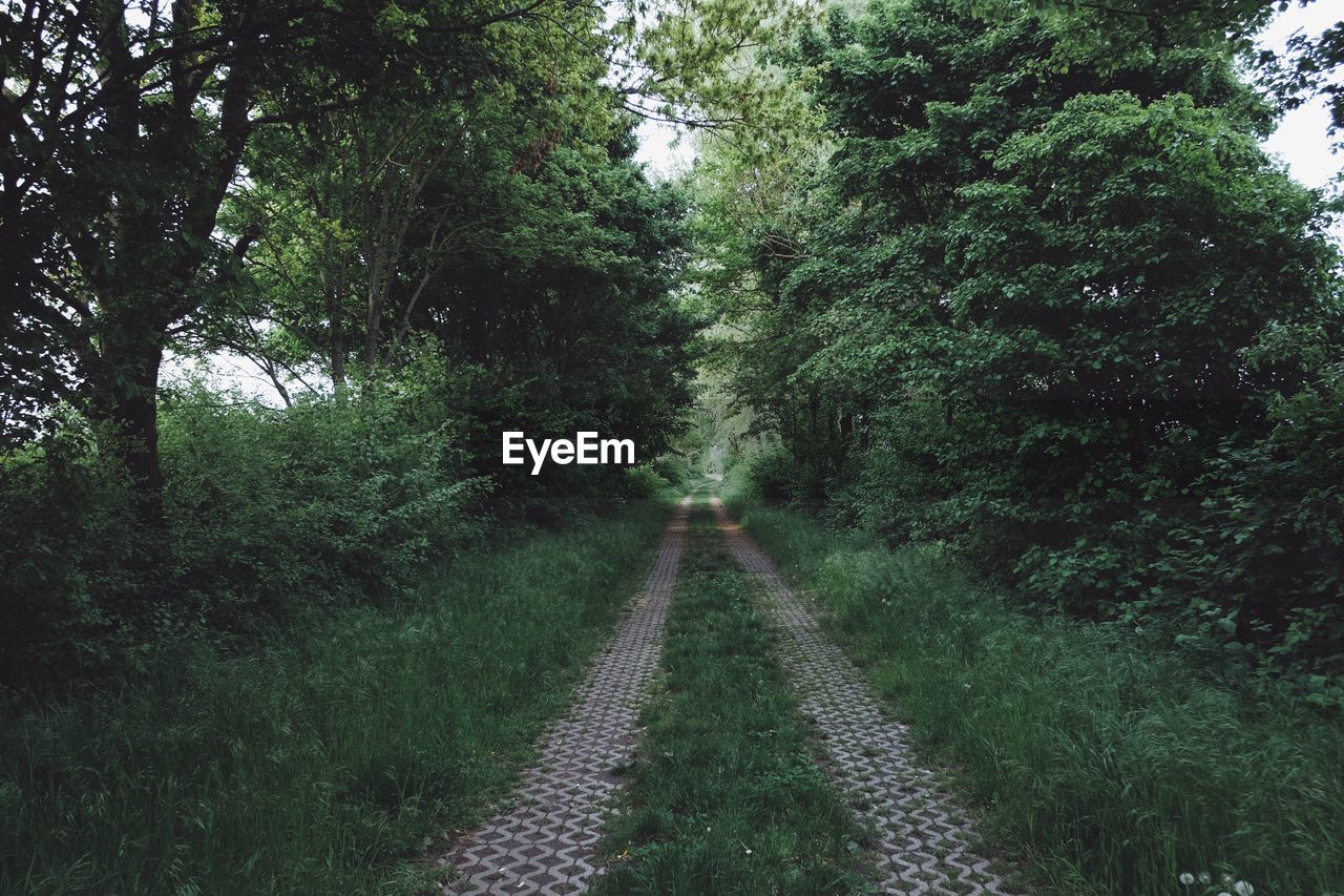 View of trees in forest