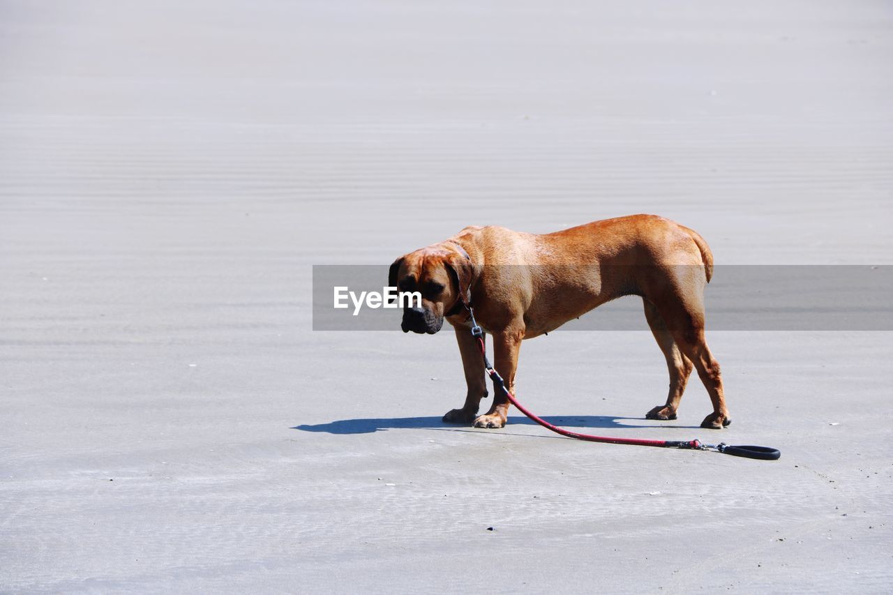 Dog standing on snow covered land
