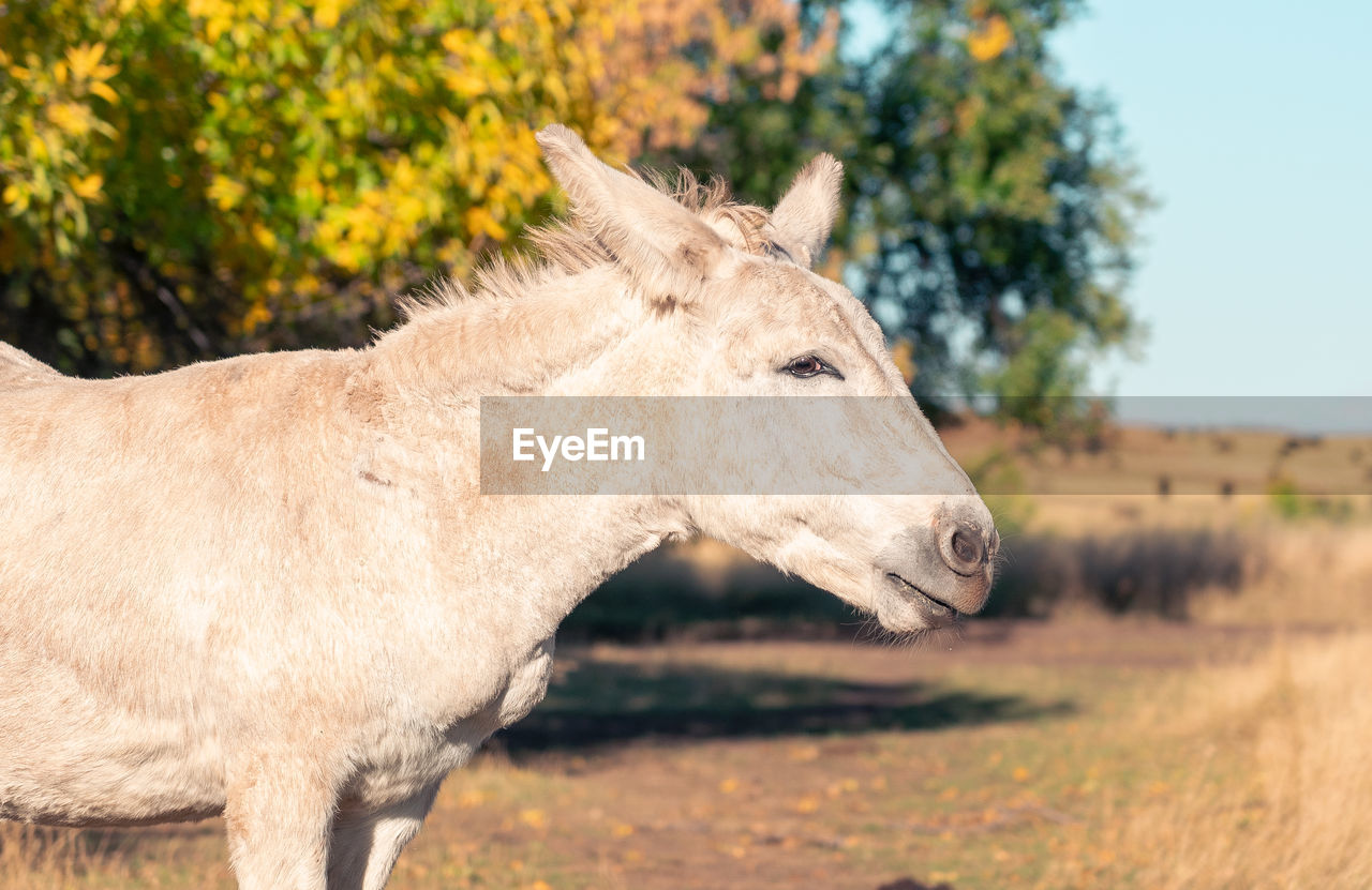 animal, animal themes, mammal, animal wildlife, one animal, horse, wildlife, domestic animals, side view, livestock, pasture, nature, no people, plant, mare, mustang horse, focus on foreground, day, profile view, outdoors, standing, landscape, grass, pack animal, pet, tree, animal body part, field, agriculture, grazing, mane