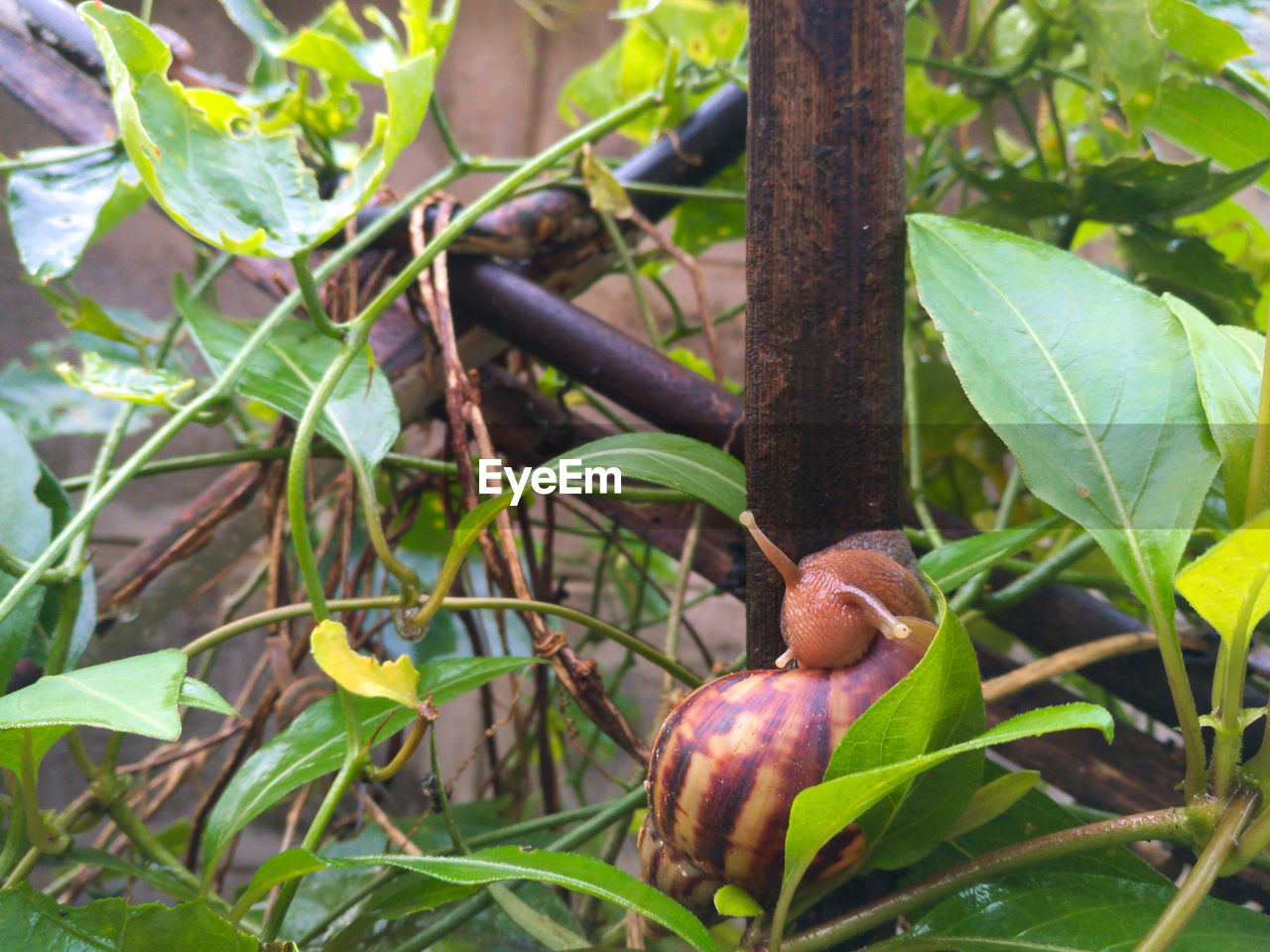 CLOSE-UP OF FRESH FRUITS ON TREE