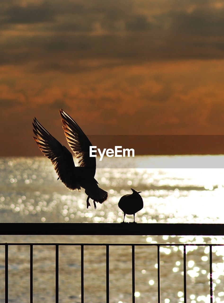 Bird against rippled water