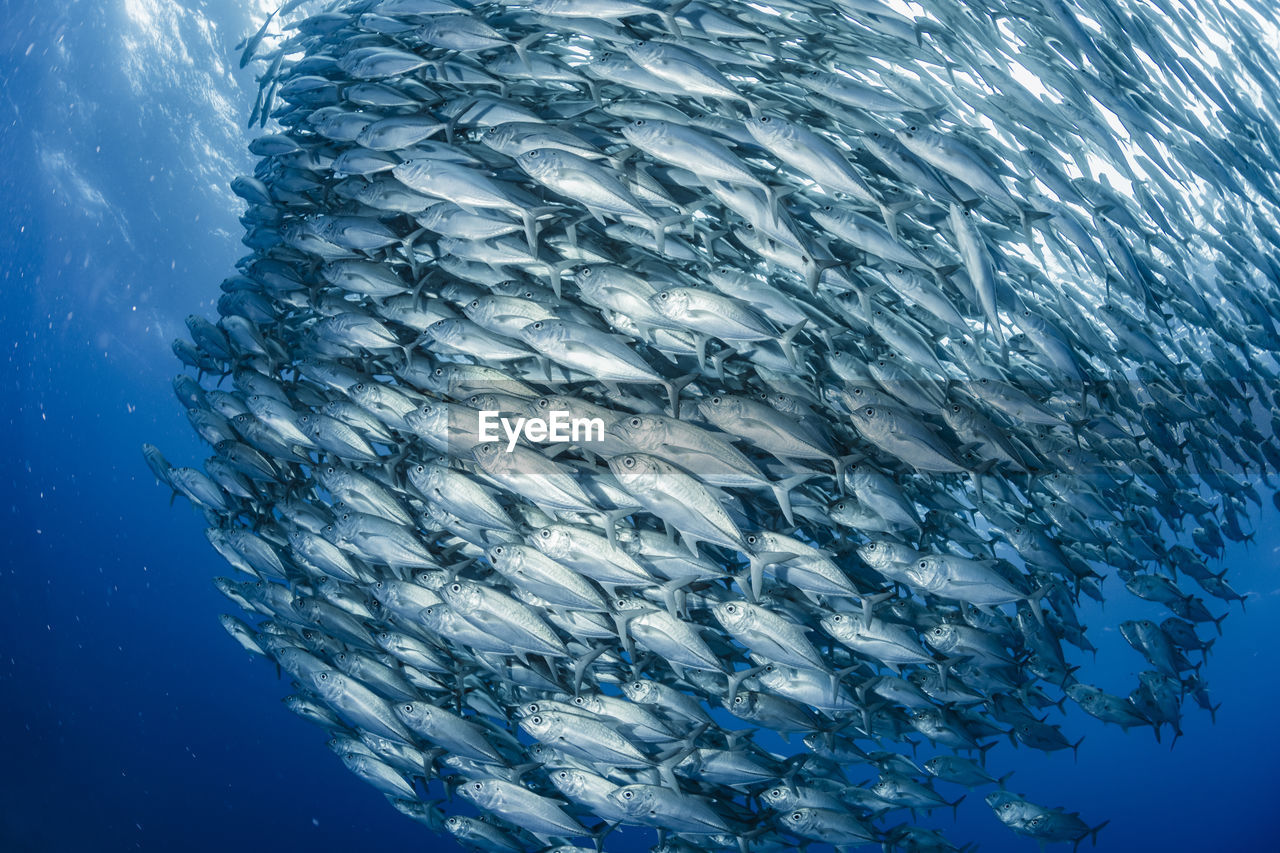 School of bigeye trevally , wide angle