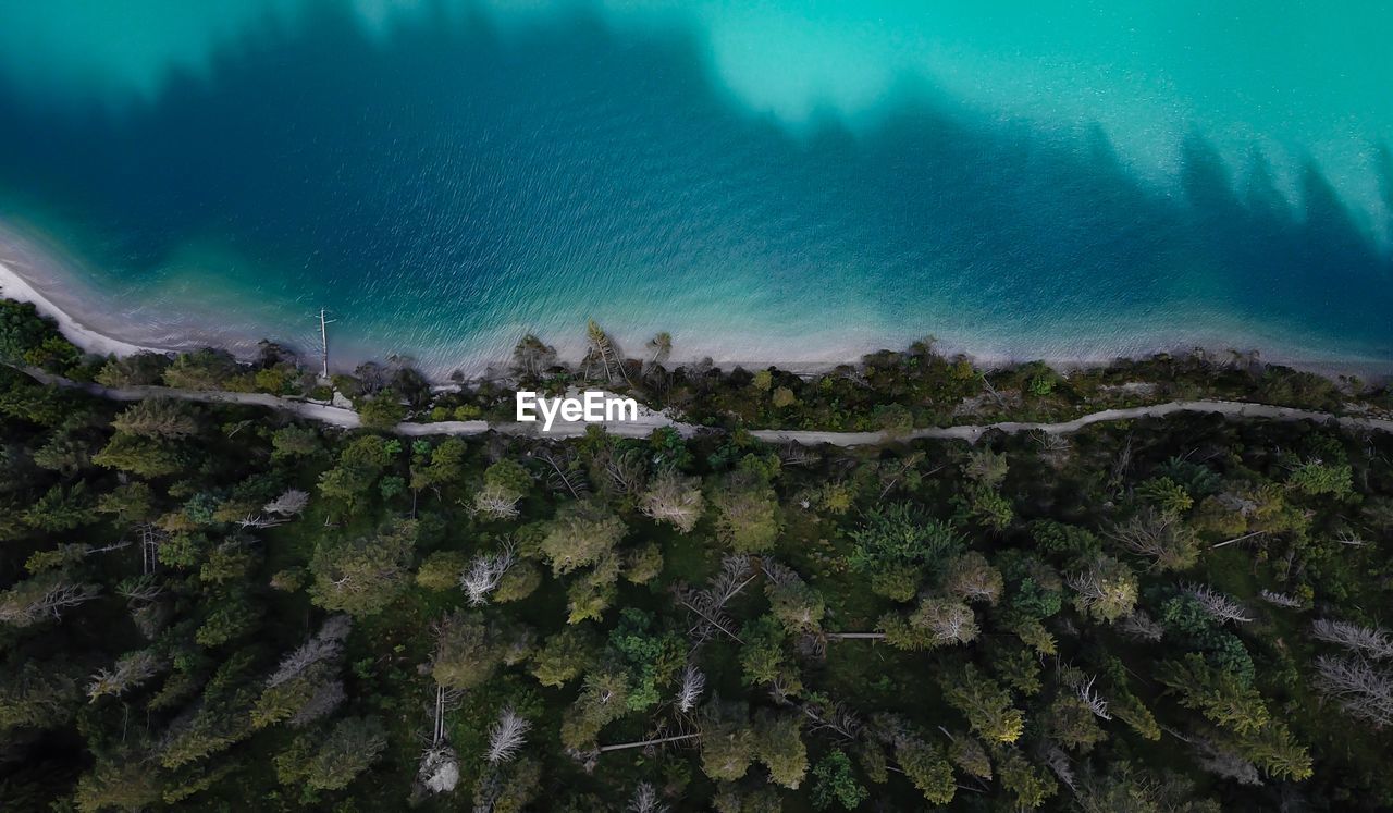 HIGH ANGLE VIEW OF TREES ON LAND