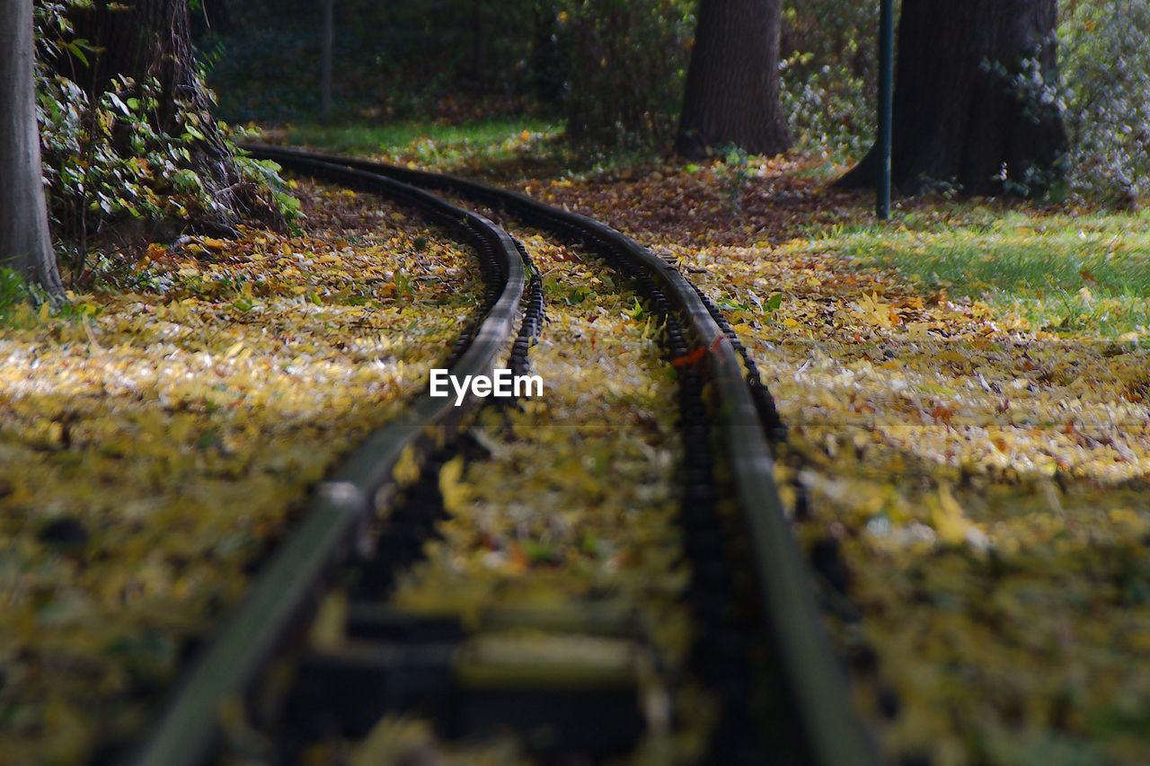 autumn, track, plant, tree, railroad track, forest, nature, leaf, transportation, rail transportation, sunlight, transport, plant part, land, green, no people, selective focus, day, outdoors, woodland, tranquility, tree trunk, trunk, metal