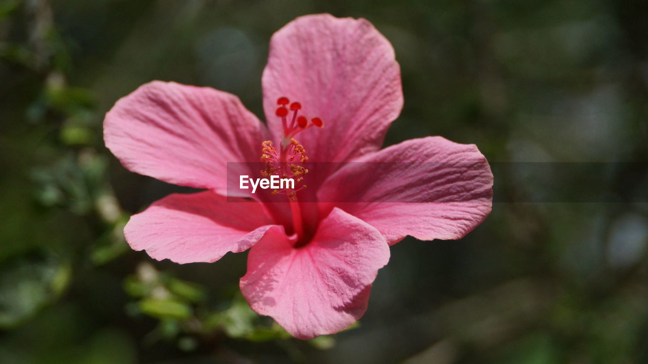 CLOSE-UP OF HIBISCUS FLOWER