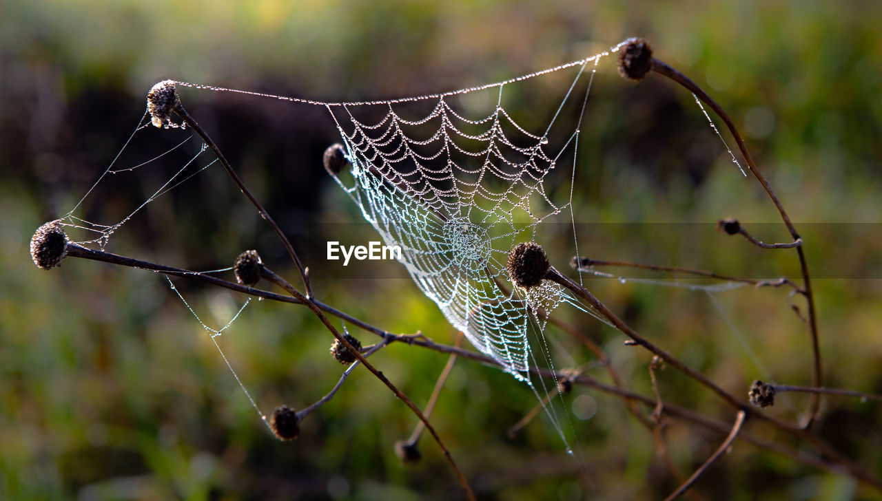 Spider web with dew