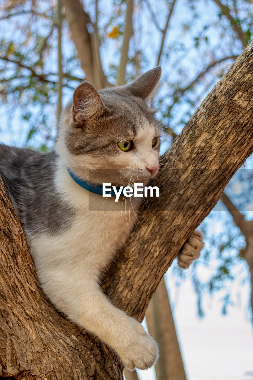 LOW ANGLE VIEW OF A CAT ON TREE
