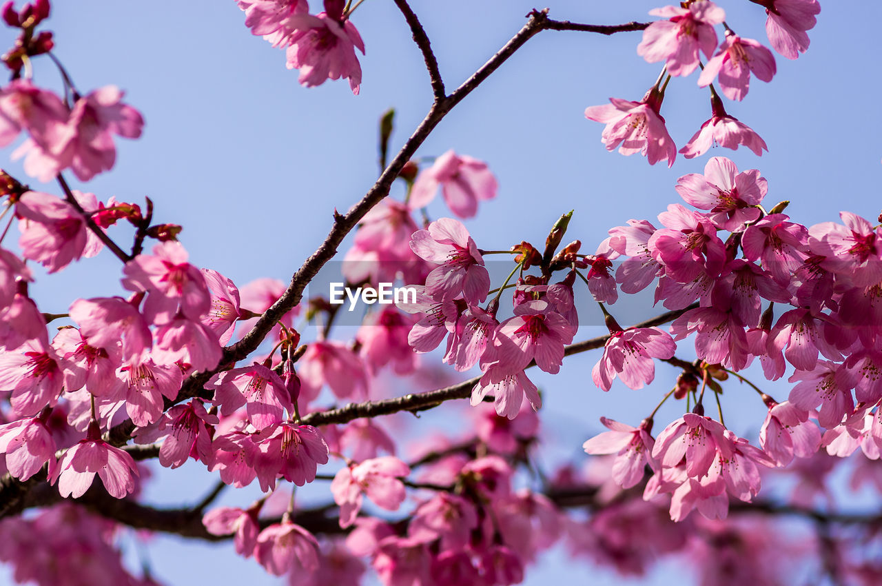 LOW ANGLE VIEW OF PINK CHERRY BLOSSOM