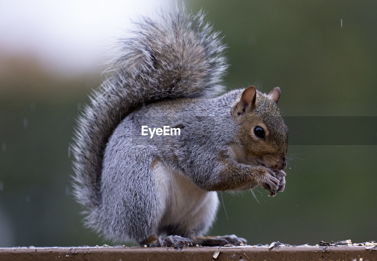 CLOSE-UP OF SQUIRREL EATING