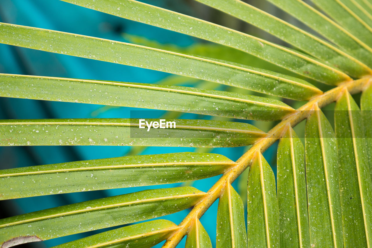 Full frame shot of fresh green plant