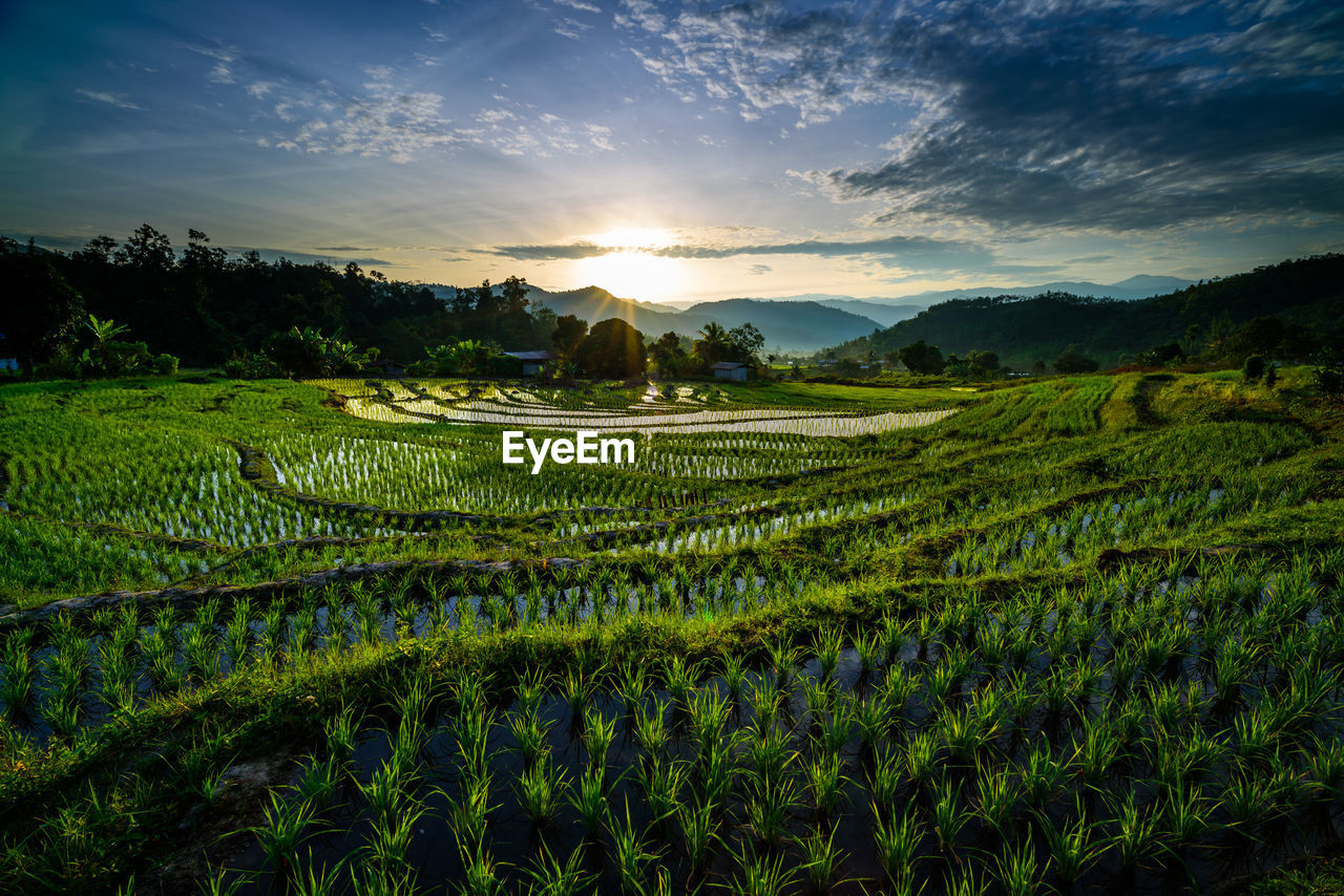 Scenic view of rice field against sky