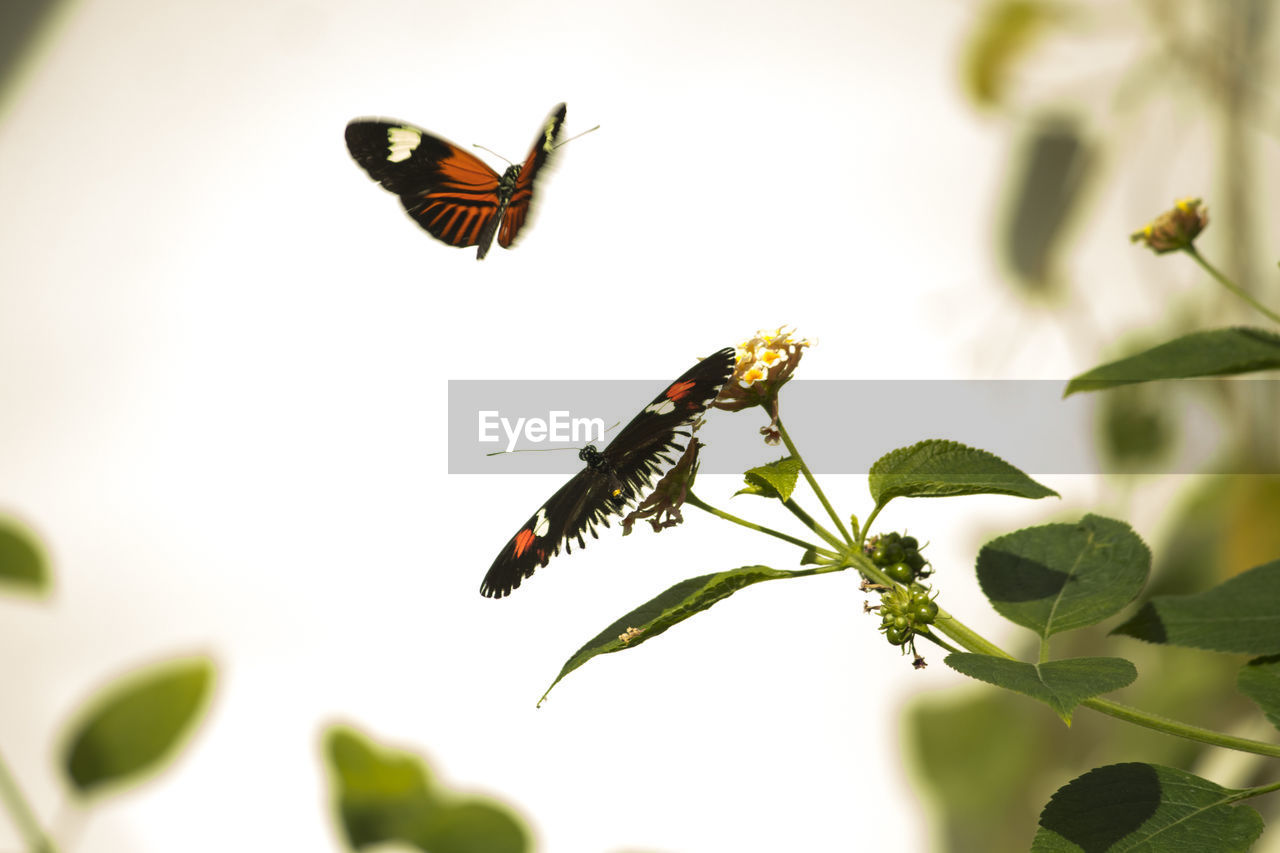 CLOSE-UP OF BUTTERFLY POLLINATING FLOWER