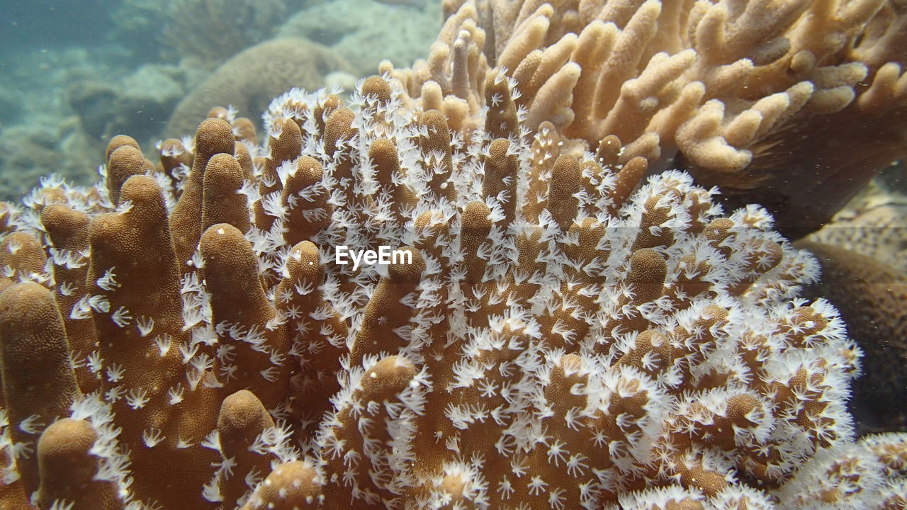 Close-up of coral in sea