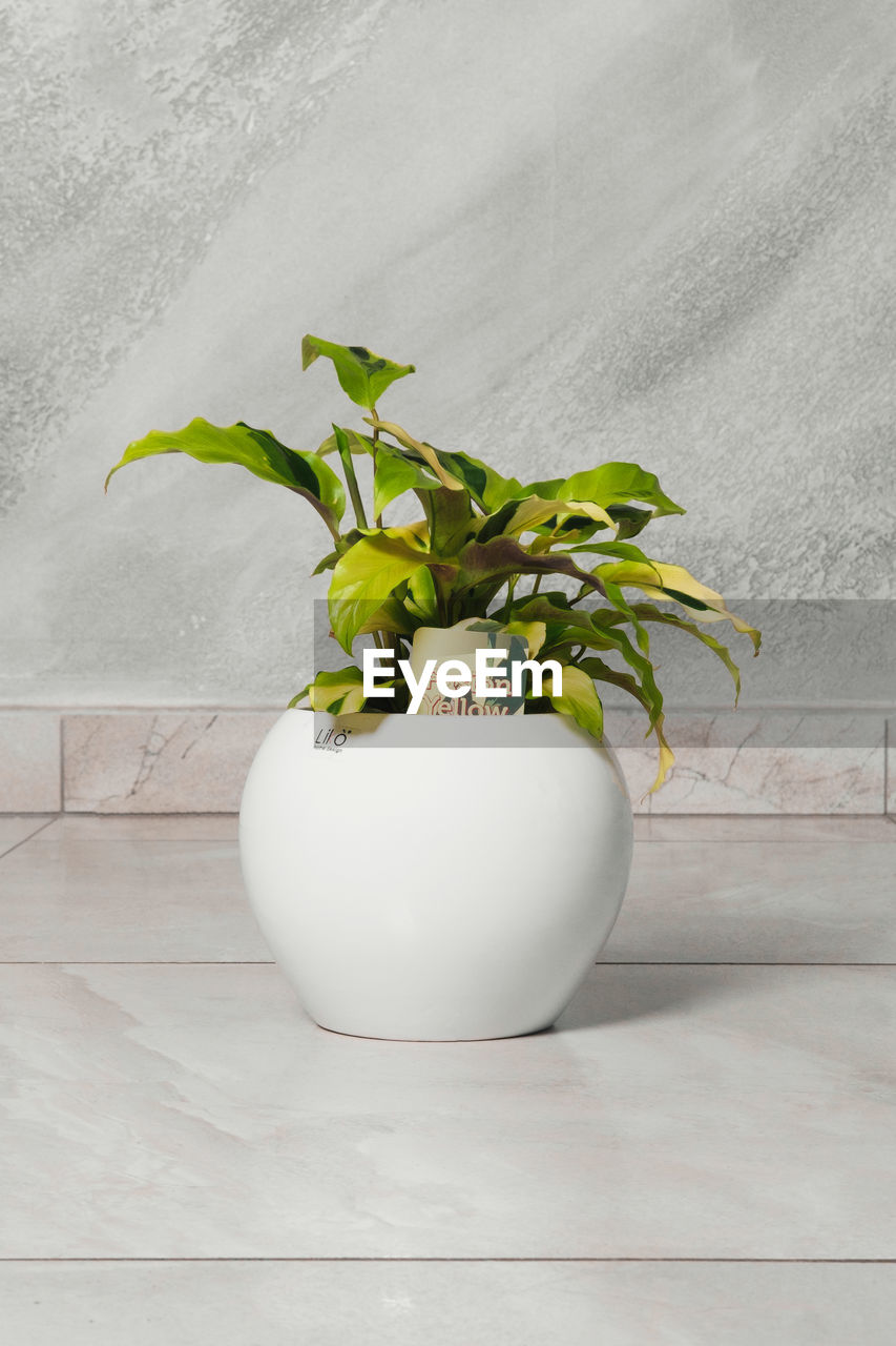 plant, leaf, plant part, nature, white, indoors, no people, freshness, vase, food, growth, flowerpot, houseplant, food and drink, wellbeing, wood, wall - building feature, healthy eating, green, potted plant, flower, still life, simplicity, table, studio shot, produce, copy space, decoration, ikebana, flowering plant, fragility