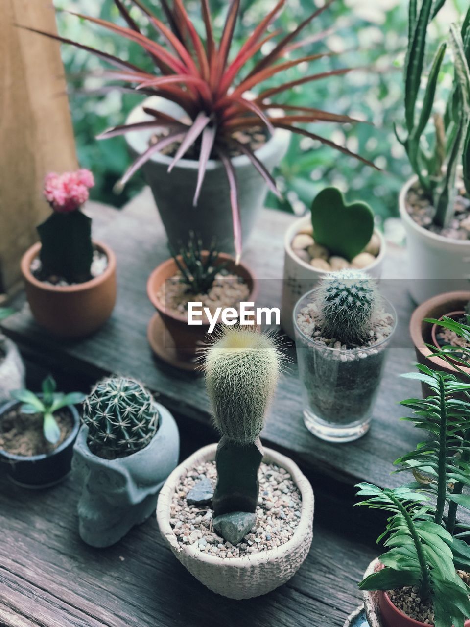 Close-up of potted plants on table