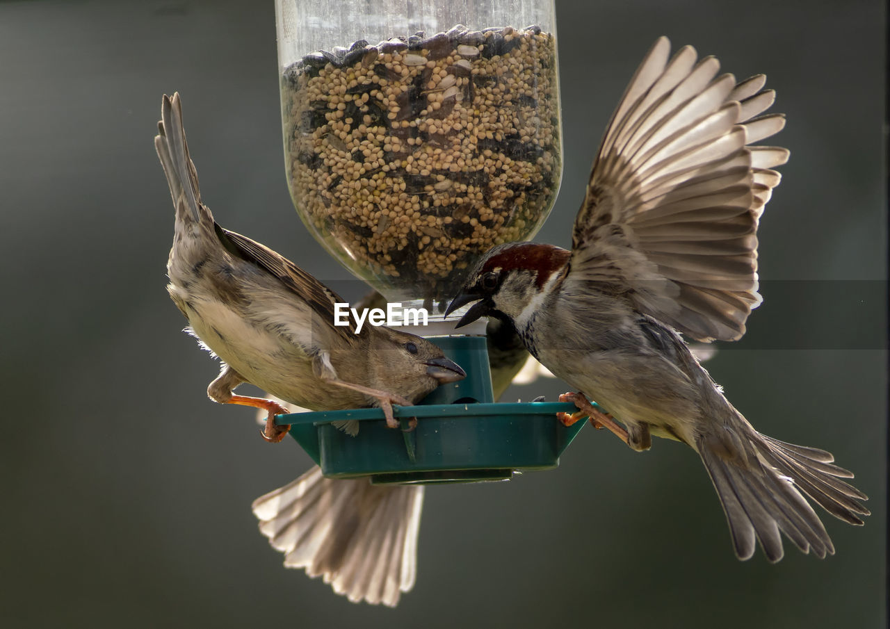 Flapping around the feeder