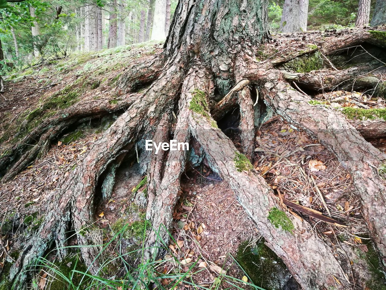 CLOSE-UP OF TREE TRUNK IN FOREST