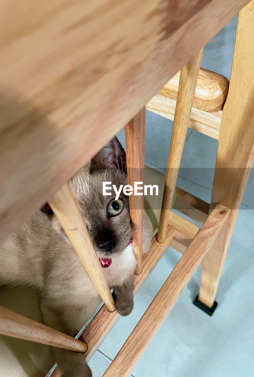 HIGH ANGLE VIEW PORTRAIT OF CAT ON CHAIR AT HOME