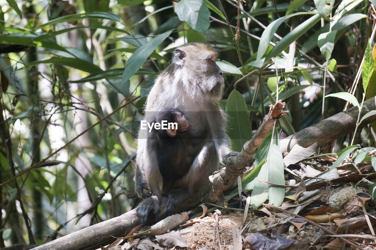 Monkey sitting in a forest