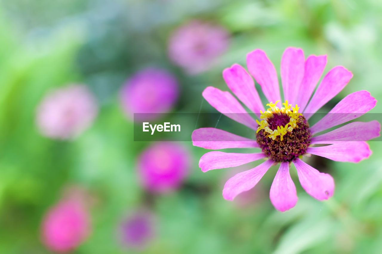 Close-up of flower blooming outdoors