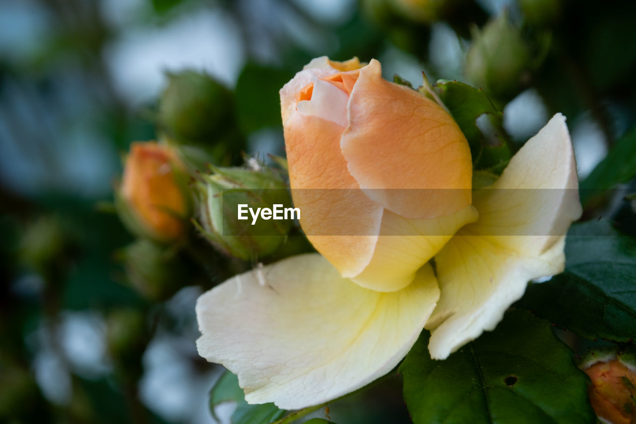 Close-up of rose flower