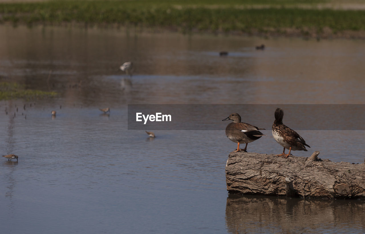 Ducks perching on fallen tree in lake