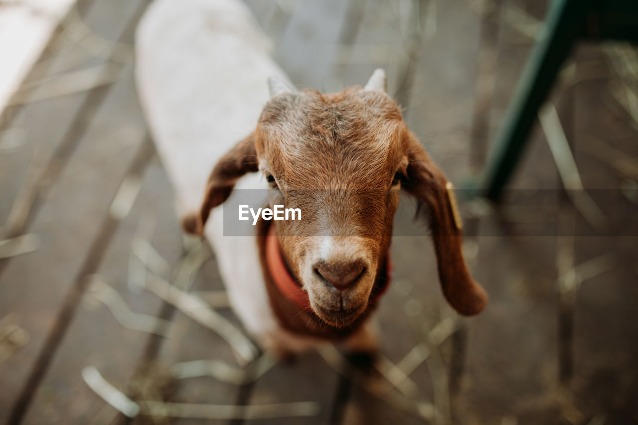 Close-up portrait of goat