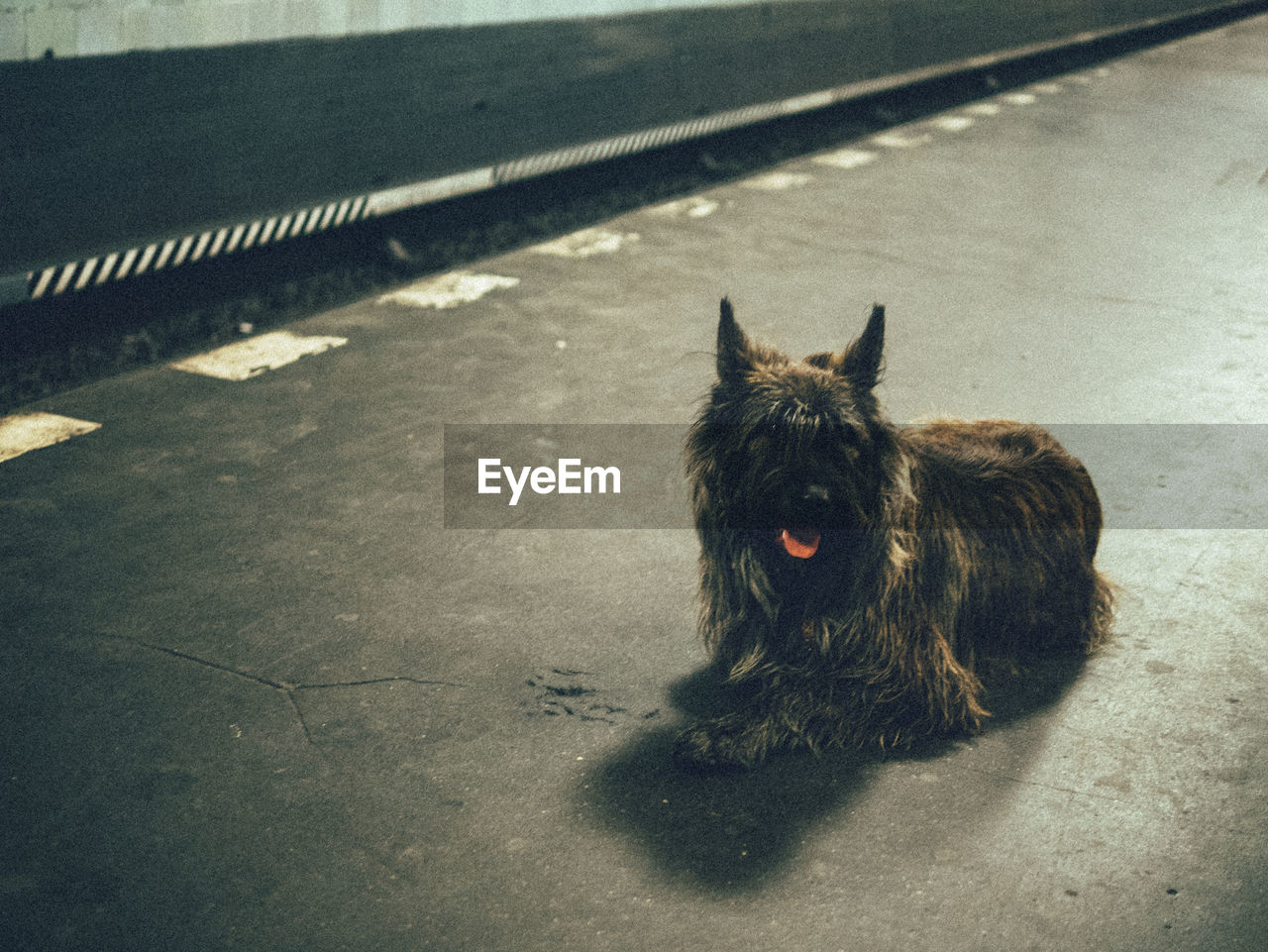 Dog sitting on subway platform in berlin