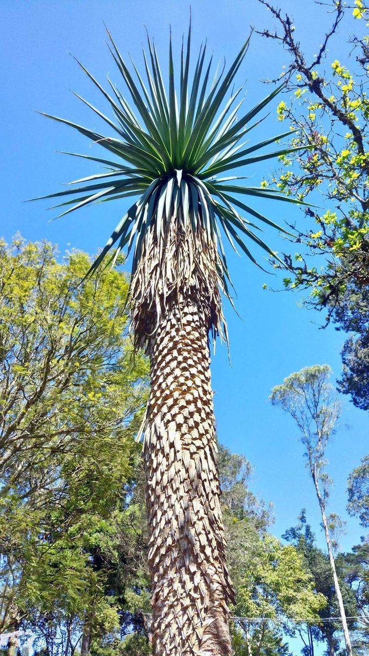 LOW ANGLE VIEW OF BIRD ON TREE AGAINST SKY