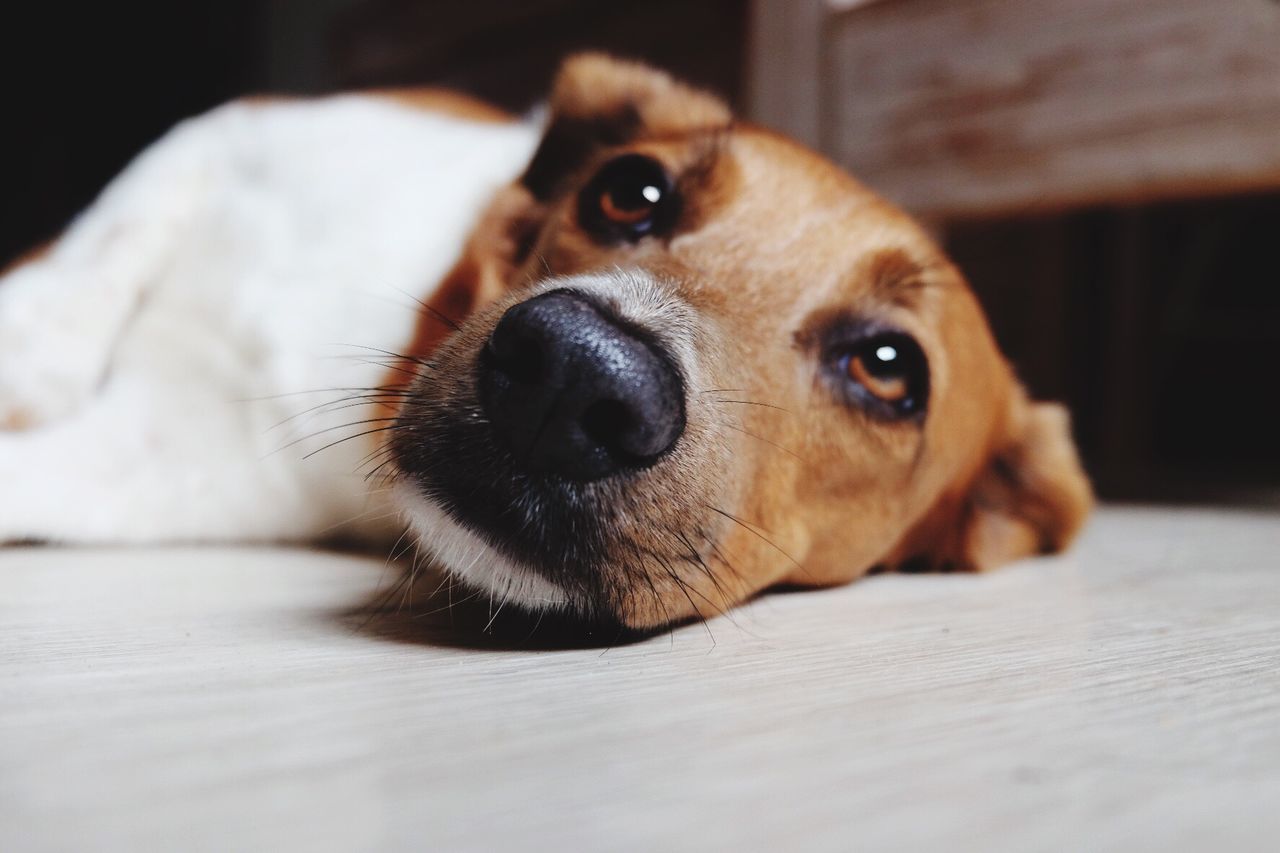 CLOSE-UP PORTRAIT OF DOG LYING ON BLANKET