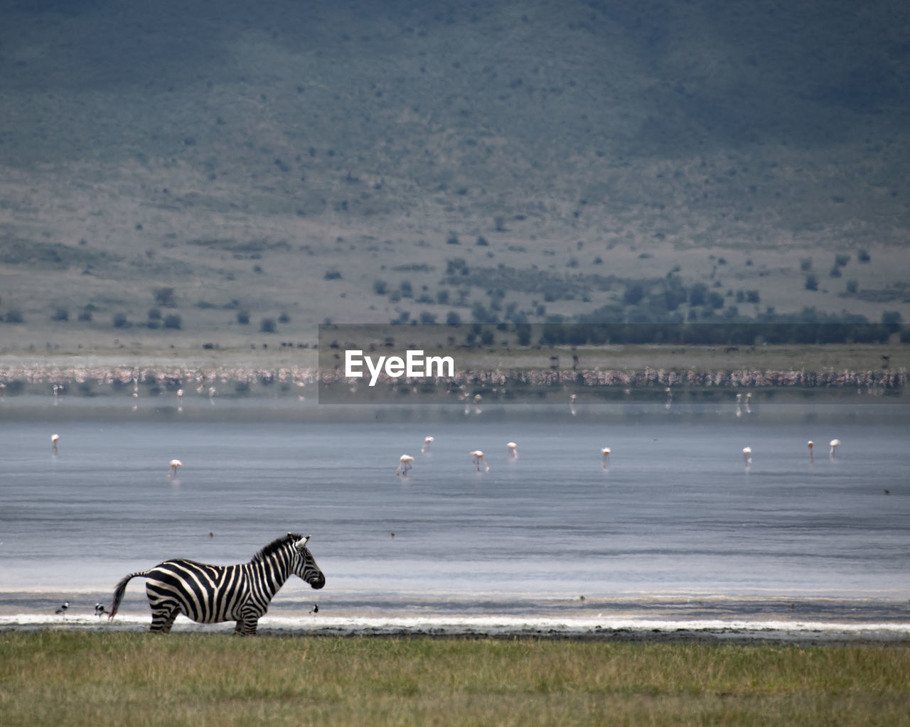 Zebra nd flock of birds on lake