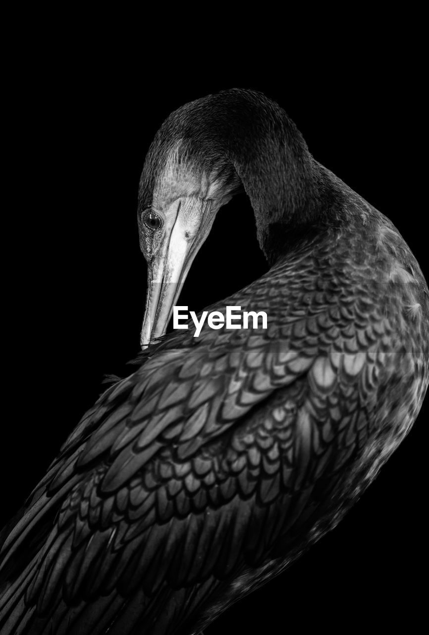 Close-up of cormorant against black background