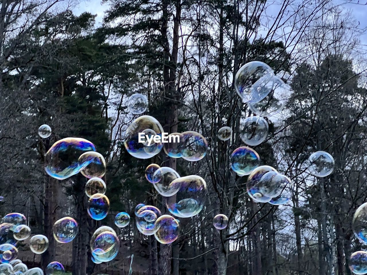 bubble, soap sud, fragility, tree, bubble wand, liquid bubble, plant, mid-air, nature, light, blowing, soap, day, sky, shape, no people, geometric shape, transparent, multi colored, circle, outdoors, sphere, blue, lightweight, environment, flying, beauty in nature