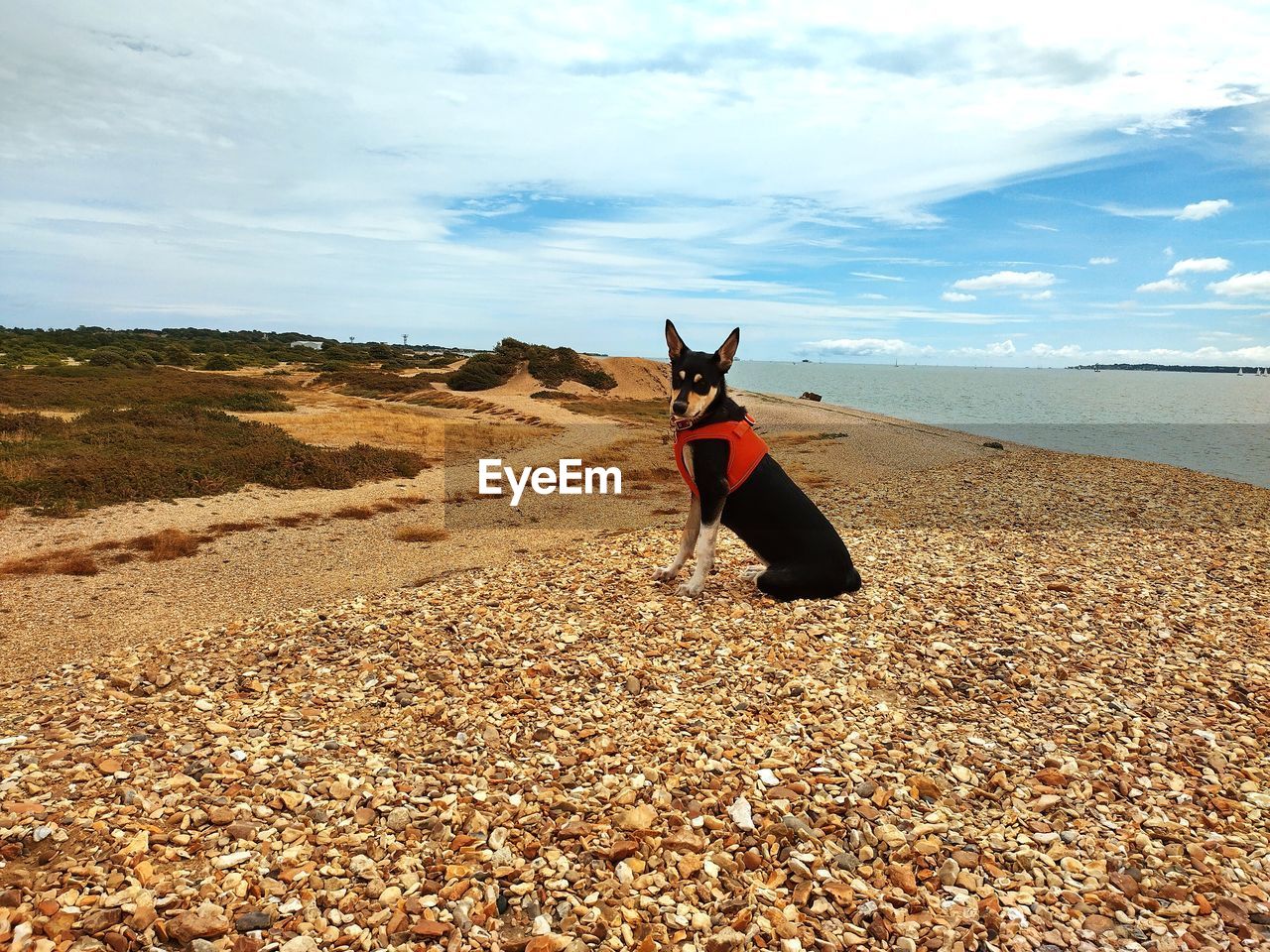 land, sky, animal, animal themes, sea, nature, one animal, beach, cloud, mammal, domestic animals, sand, pet, canine, dog, coast, shore, day, water, scenics - nature, beauty in nature, landscape, no people, environment, horizon, carnivore, outdoors, full length, natural environment