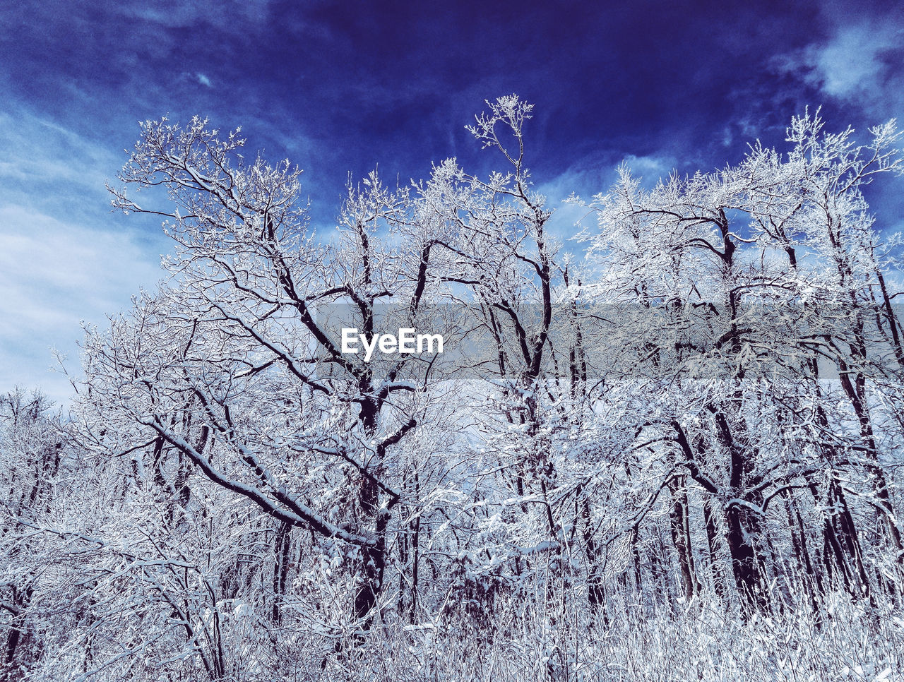 LOW ANGLE VIEW OF BARE TREE AGAINST SKY