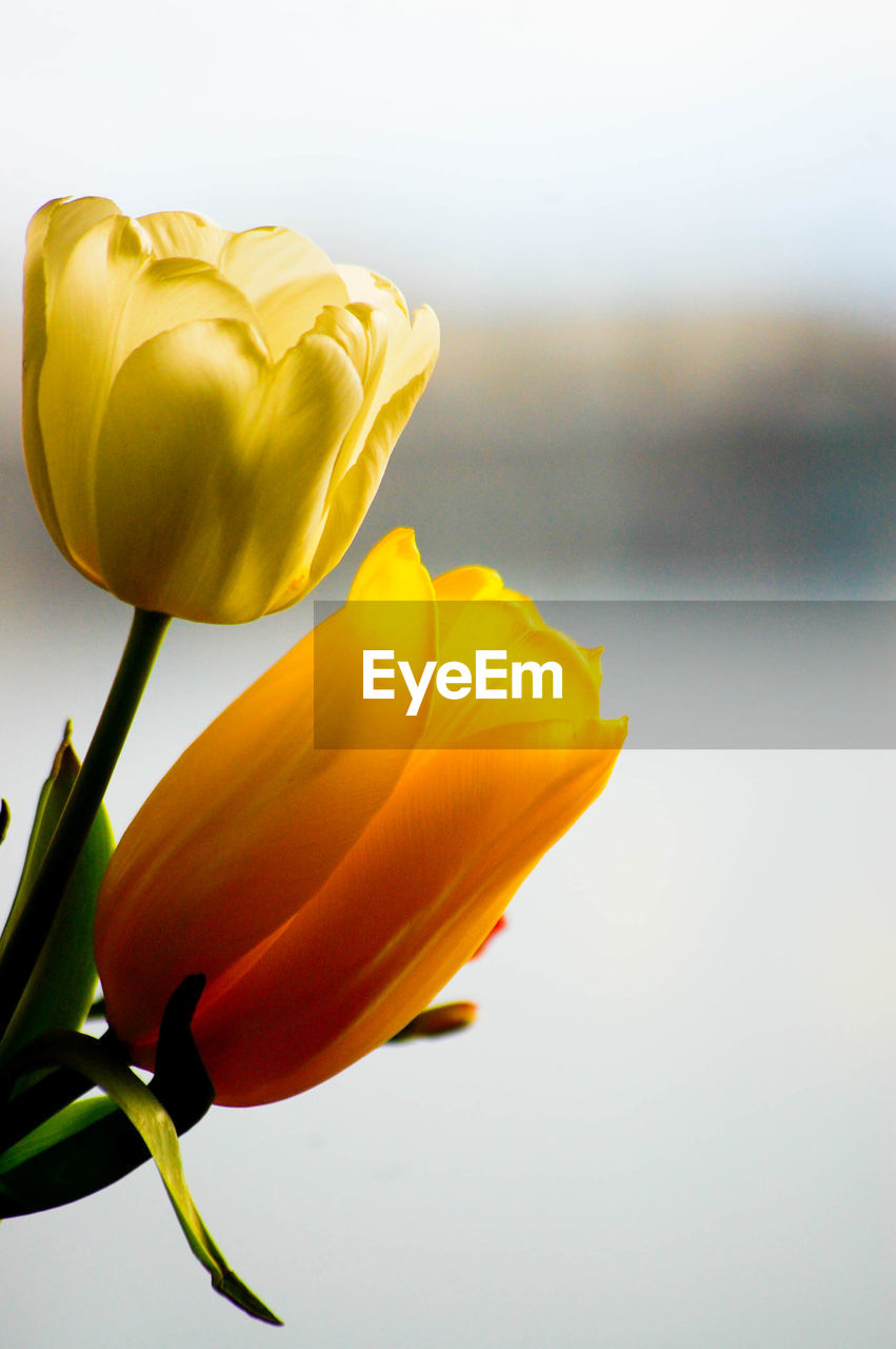 Close-up of yellow flower