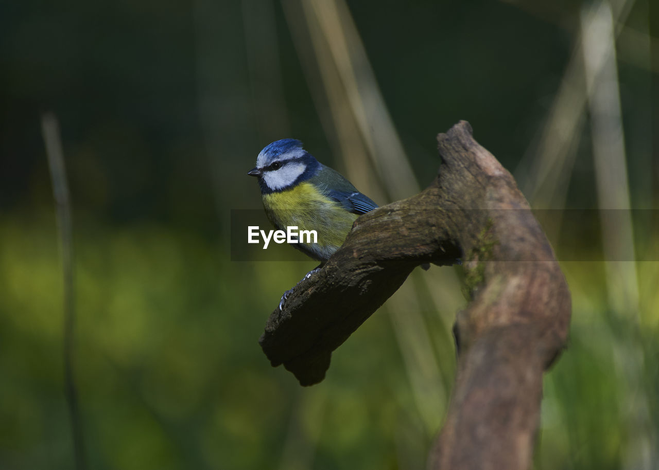 animal themes, animal, animal wildlife, bird, wildlife, one animal, beak, nature, green, branch, perching, focus on foreground, tree, no people, close-up, plant, outdoors, day