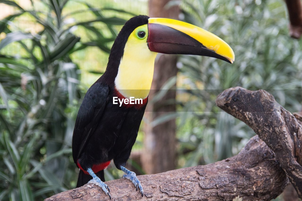 CLOSE-UP OF BIRD PERCHING ON TREE