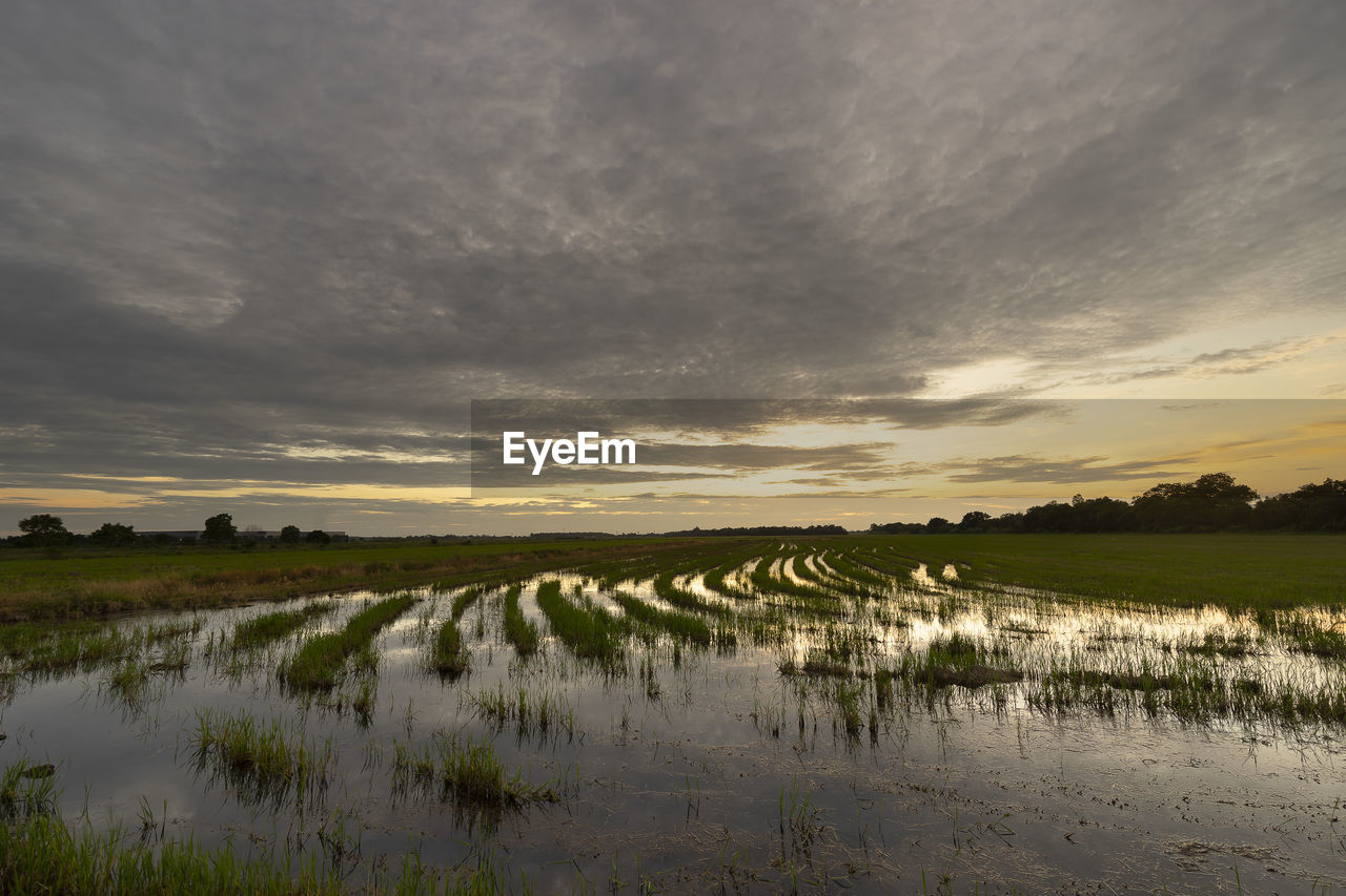 Rice field after crop
