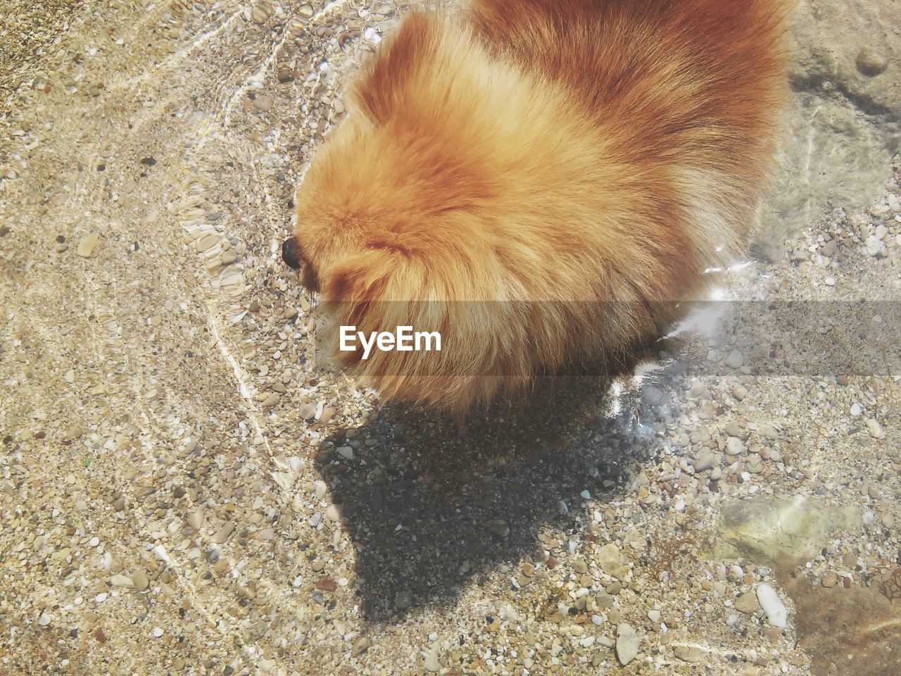 High angle view of dog standing in water at beach