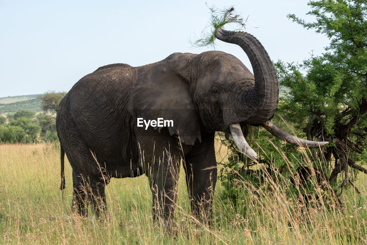 African elephant throws grass upwards with trunk