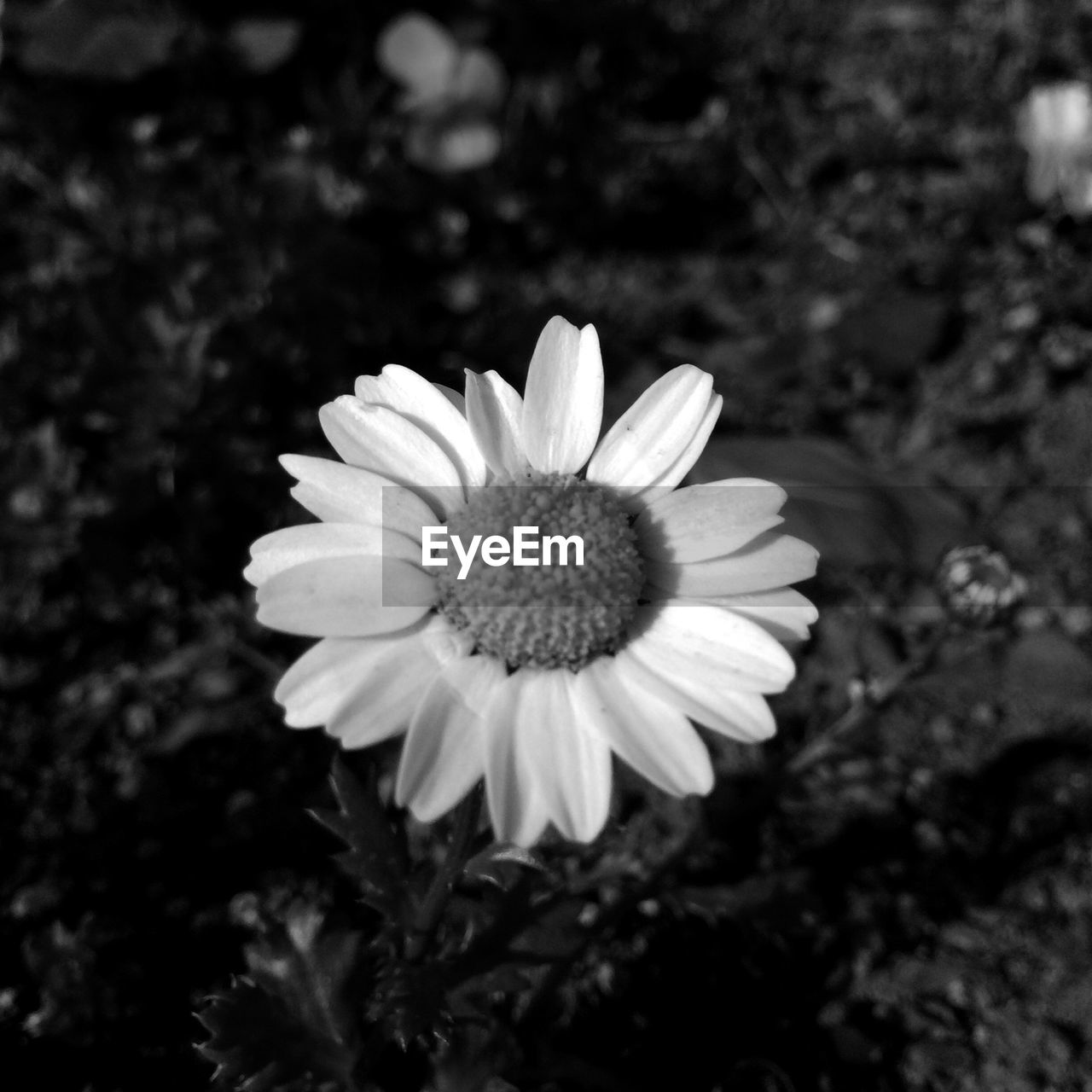 Close-up high angle view of flower