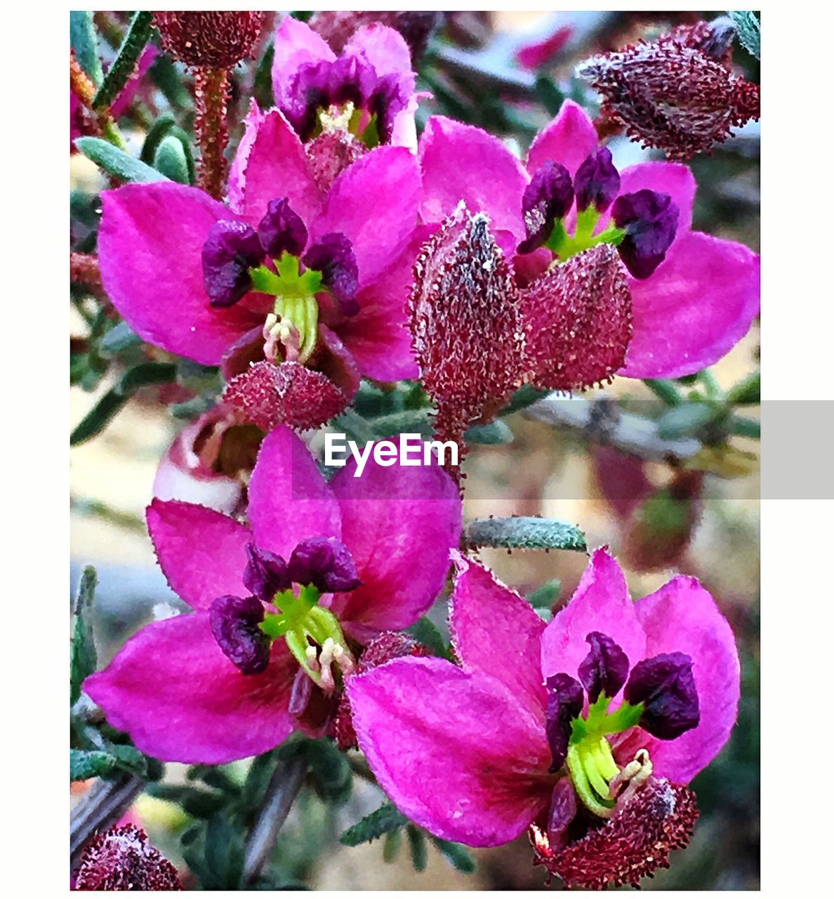 CLOSE-UP OF PURPLE FLOWERS BLOOMING OUTDOORS