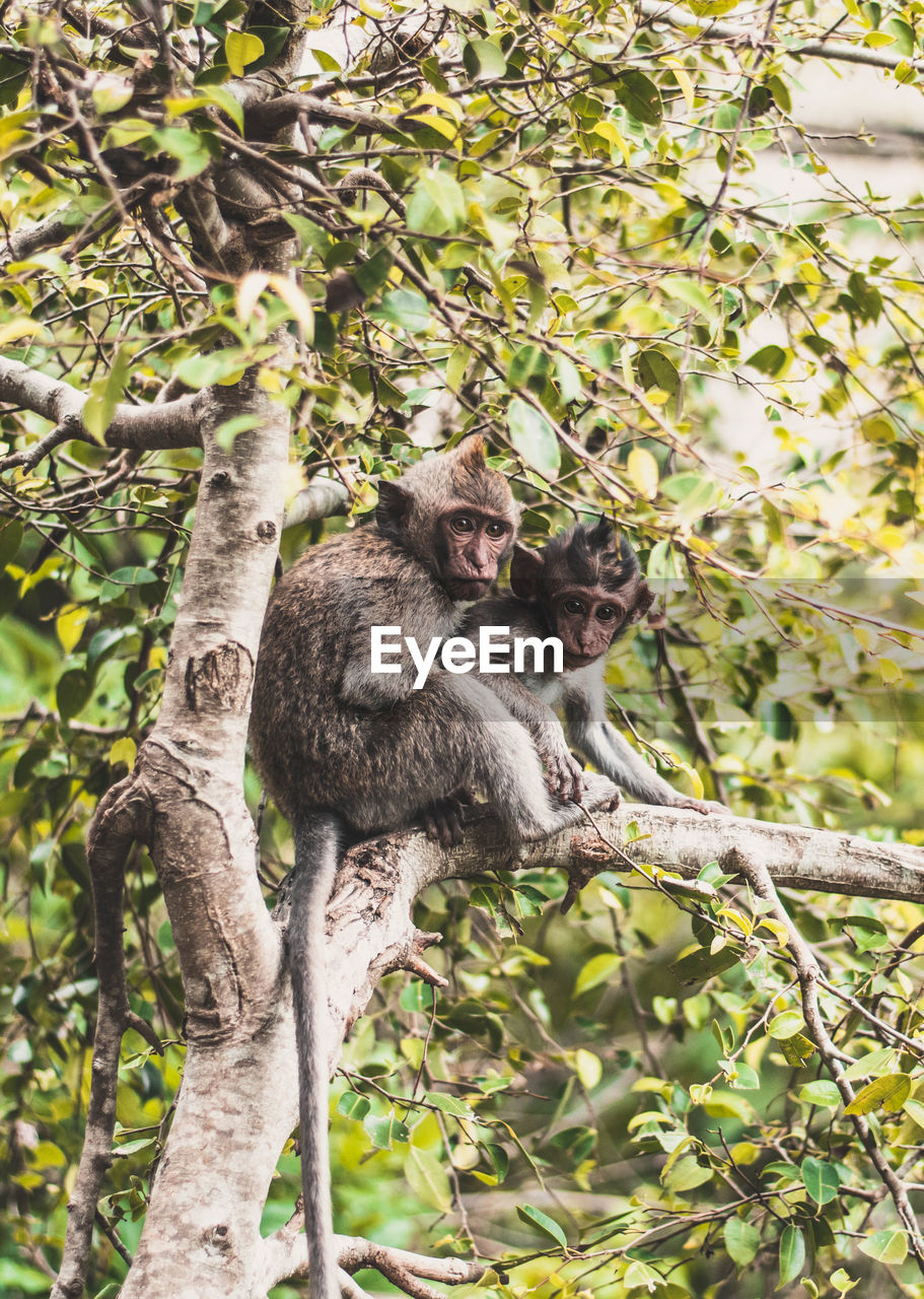 VIEW OF MONKEY ON TREE