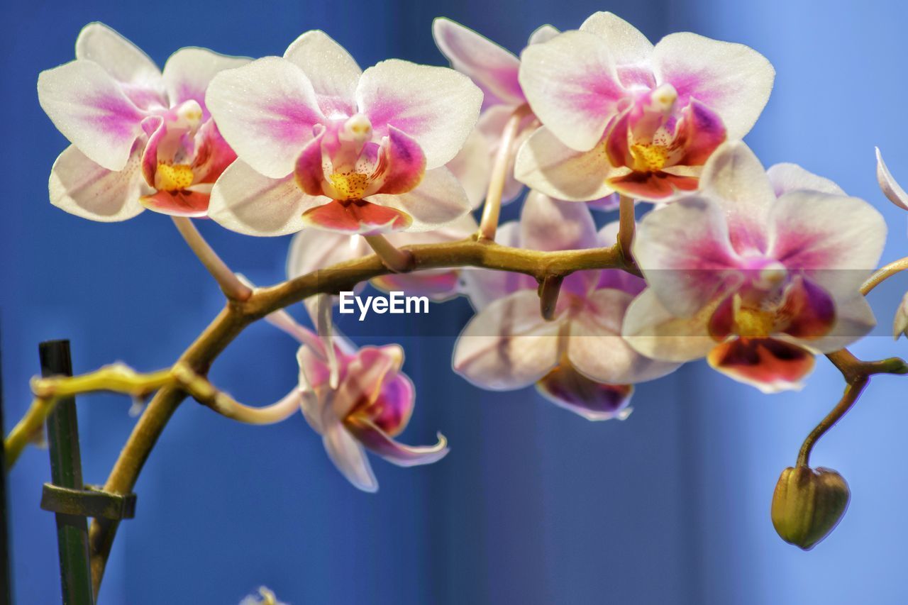 Close-up of pink orchid against sky