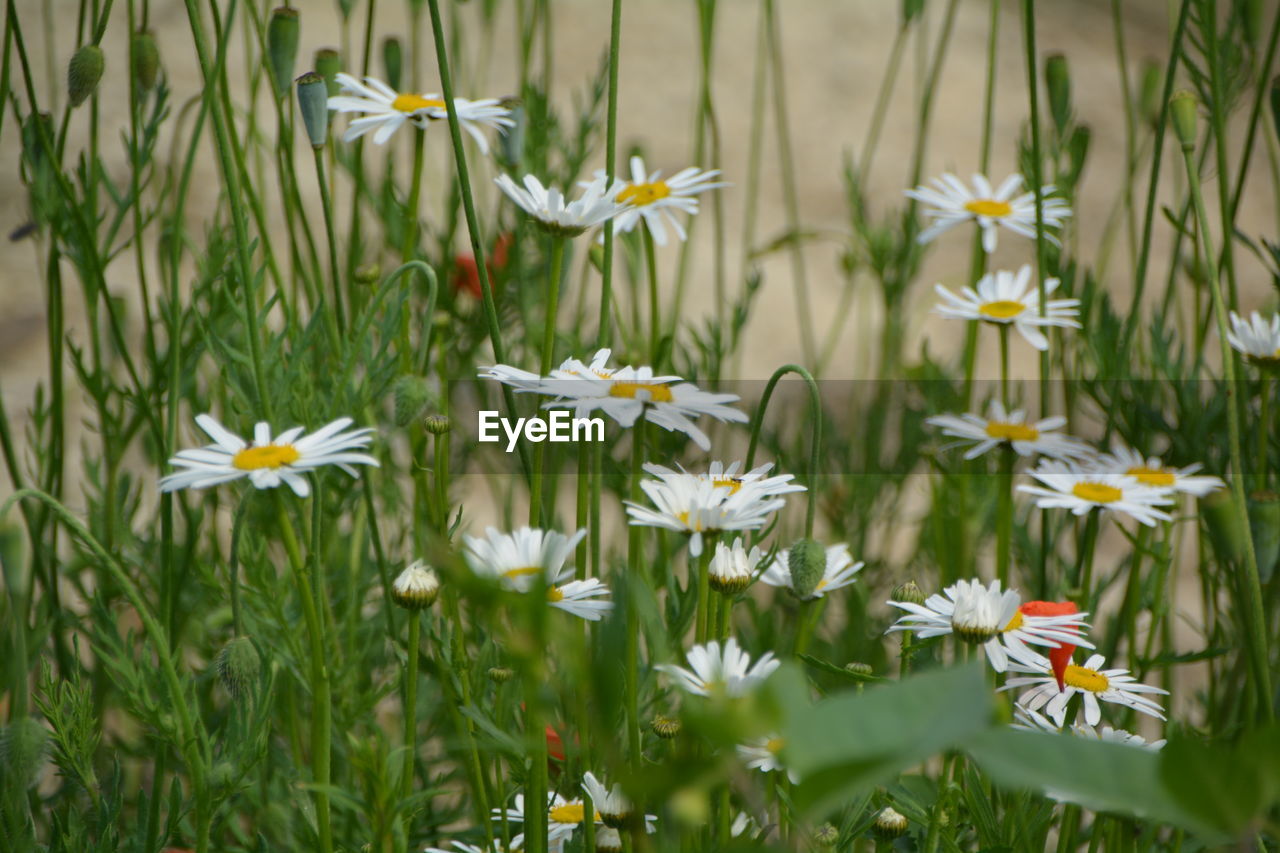 Close-up of white daisies blooming on field